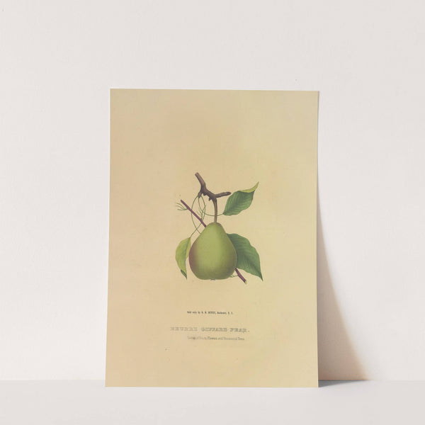 Beurre Giffard Pear (1872) by Dellon Marcus Dewey