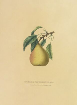 Beurre Superfin Pear (1872)