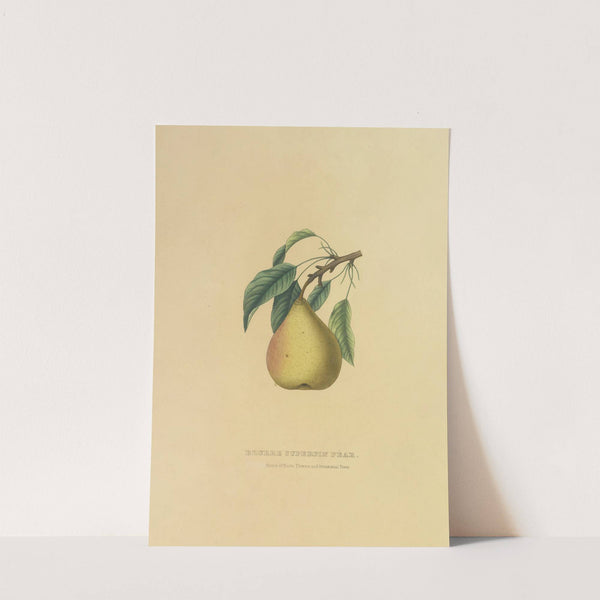 Beurre Superfin Pear (1872) by Dellon Marcus Dewey