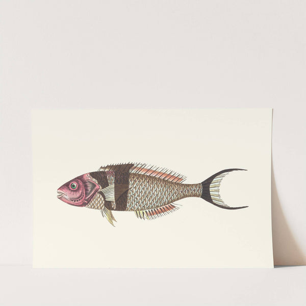 Bifasciated Labrus by George Shaw