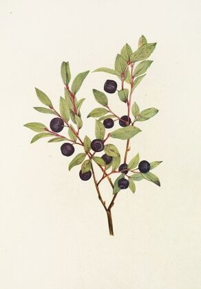 Big Whortleberry. (Vaccinium membranacea) (1925)