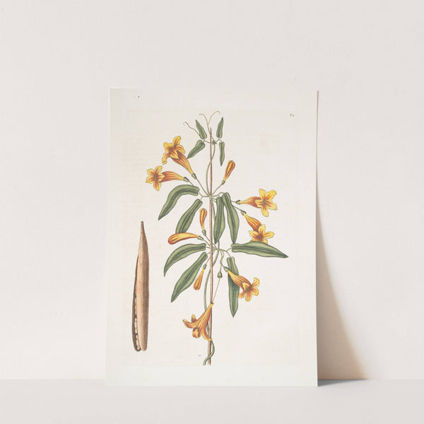 Bignonia Americana. by Mark Catesby