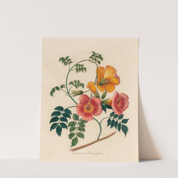 Bignonia Grandiflora (1818-1824) by Gaetano Savi