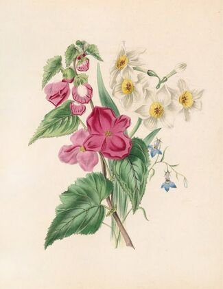 Bignonia Martiana, Narcissus, And Blue Lobelia