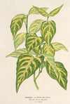 Bignonia picta