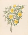 Bignoniae Nova Specie [Rhigozum obovatum]