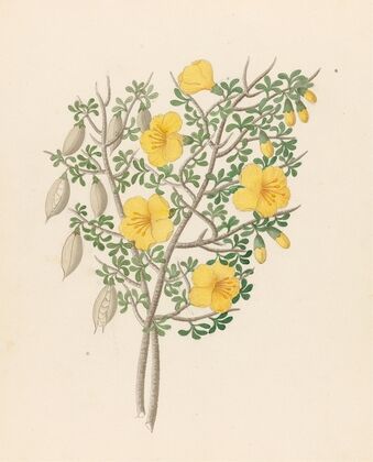 Bignoniae Nova Specie [Rhigozum obovatum]
