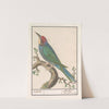 Bijeneter (Merops apiaster) (1596-1610) by Anselmus Boëtius de Boodt