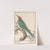 Bijeneter (Merops apiaster) (1596-1610) by Anselmus Boëtius de Boodt