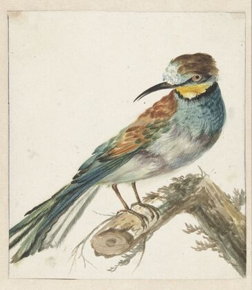 Bijeneter (Merops apiaster) (1650 - 1719)