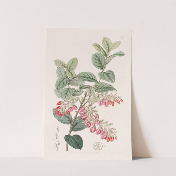 Bilberry-like Gaylussacwort by Sydenham Edwards