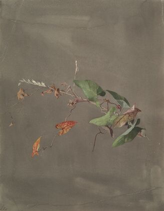 Bindweed