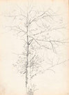 Birch (1881)