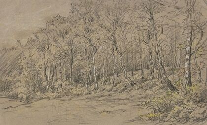 Birch trees at the edge of the forest