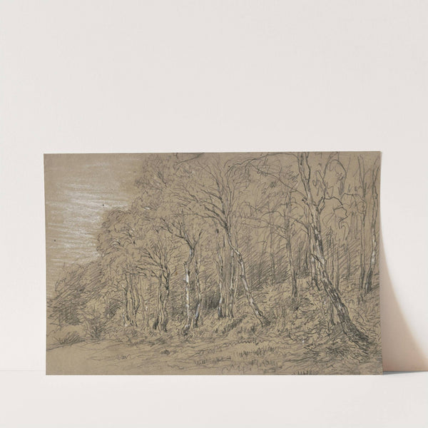 Birch trees at the edge of the forest. by Jakob Maurer