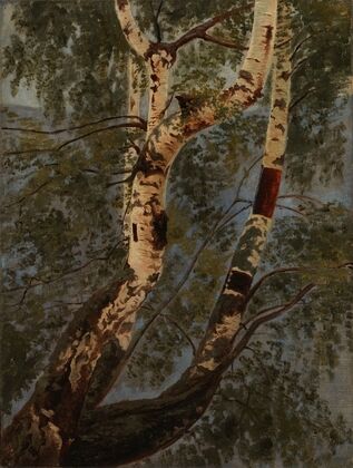 Birch Trunks, Rehearsal