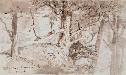 Birches on the Mararoa