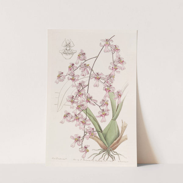 Bird-billed Oncidium by Sydenham Edwards