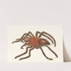 BIRD-CATCHING SPIDER by George Shaw