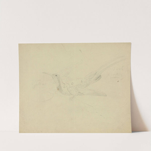 Bird of Paradise. by James Sowerby