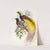 Bird of Paradise (Paradisea apoda) by John Gould