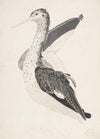 Bird, Perhaps an Egret, Seen in Profile with One Wing Lifted