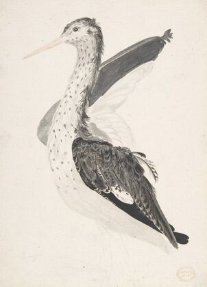 Bird, Perhaps an Egret, Seen in Profile with One Wing Lifted