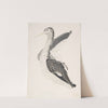 Bird, Perhaps an Egret, Seen in Profile with One Wing Lifted by Count Giorgio Durante