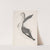 Bird, Perhaps an Egret, Seen in Profile with One Wing Lifted by Count Giorgio Durante
