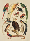 Birds (1896)