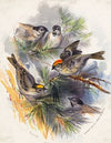 Birds