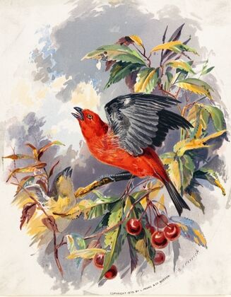 Birds II