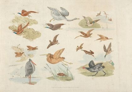 Birds of fowling