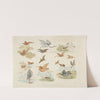 Birds of fowling (1817-1818) by Henry Thomas Alken