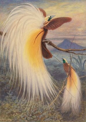 Birds of Paradise