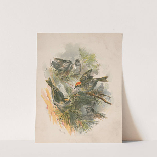 Birds on pine boughs (1892) by Henry Walker Herrick