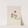 Birdsfoot Violet (Viola pedata) (1917) by Mary Vaux Walcott
