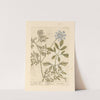 Bishop&#039;s weed by Elizabeth Blackwell