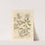 Bishop&#039;s weed by Elizabeth Blackwell