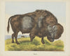Bison (1829-1880)