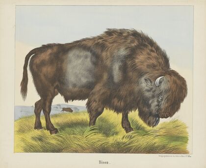 Bison (1829-1880)