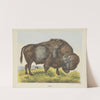 Bison (1829-1880) by Joseph Scholz