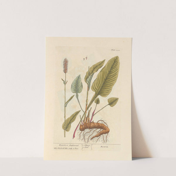 Bistort or snakeweed by Elizabeth Blackwell