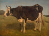 Black and white cow standing. Study