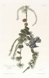Black and white creeper