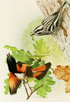 Black And White Warbler, American Redstart