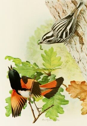 Black And White Warbler, American Redstart