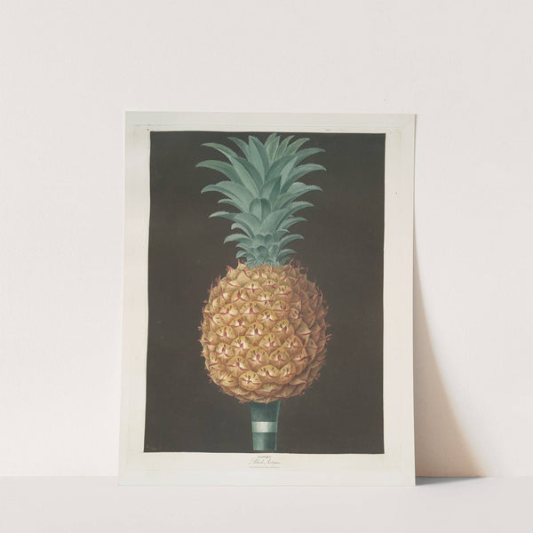 Black Antigua (jagged leaf) pine. (1812) by George Brookshaw