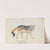 Black-backed Jackal (1837) by Charles Hamilton Smith