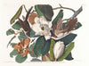 Black-billed cuckoo